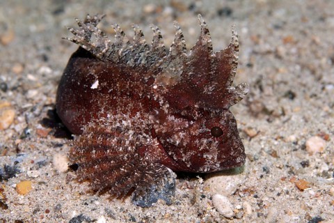 Wispy Waspfish (Paracentropogon longispinis) on sandy ground