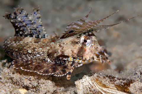Kuiter's Dragonet (Dactylopus kuiteri)