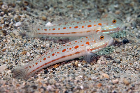 Couple of Orange-Spotted Sleeper-Goby (Valenciennea puellaris) on sand