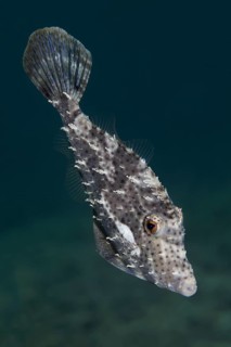 Strap-Weed Filefish (Pseudomonacanthus macrurus)