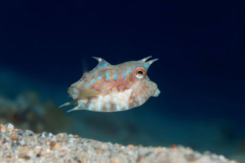Thornback Cowfish or Shorthorn Cowfish (Lactoria penthacantha)