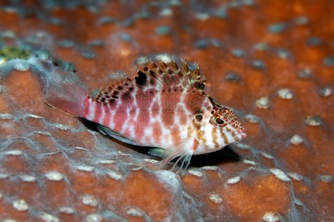Coral hawkfish (Cirrhitichthys aprinus) sitting on stone coral