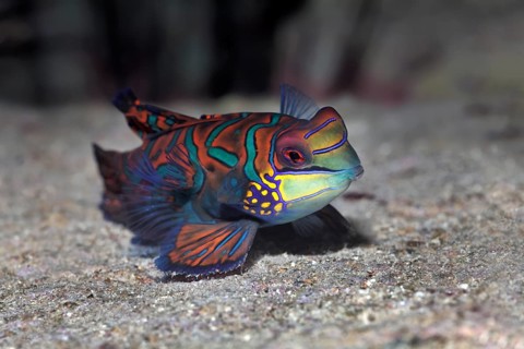 Mandarinfish or mandarin dragone (Synchiropus splendidus)
