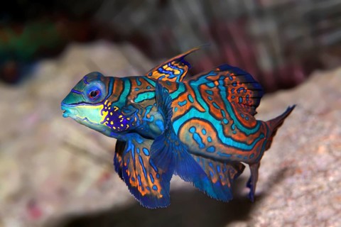 Mandarinfish or mandarin dragone (Synchiropus splendidus) Tukangbesi Achipelago