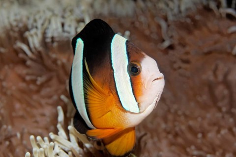 Clark's Anemonefish (Amphiprion clarkii) in anemone host