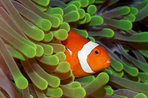Ocellaris Clownfish (Amphiprion ocellaris) in Magnificent Sea Anemone (Heteractis magnifica)