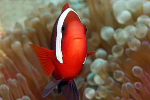 Clark's Anemonefish (Amphiprion clarkii) in Magnificent Sea Anemone (Heteractis magnifica)