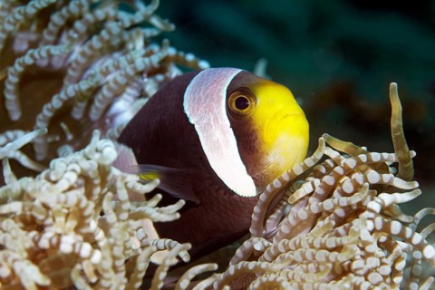 Clark's Anemonefish (Amphiprion clarkii) in Beaded Sea Anemone (Heteractis aurora)