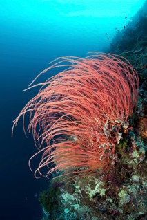 Red Gorgonian