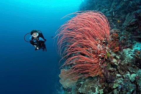 Diver viewing Red Gorgonian