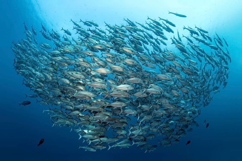 Large shoal of Bigeye Trevally (Caranx sexfasciatus) swimming in open sea