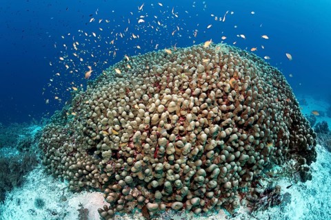 Shoal anthias (Pseudanthias sp.) swimming over Dome Coral (Porites nodifera)