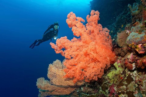 Divers looking at huge Soft Coral (Dendronepthya sp.) at reef drop