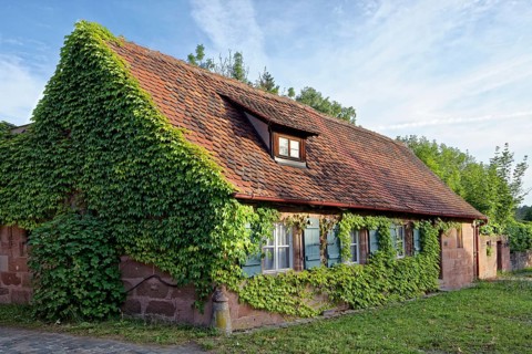 Worker's House covered with vine tendrils