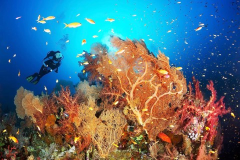 Diver looking at reef top with group of gorgonians (Annella mollis) Klunzinger's Soft Corals (Dendronephthya klunzingeri) and flagfishes (Pseudanthias sp.)