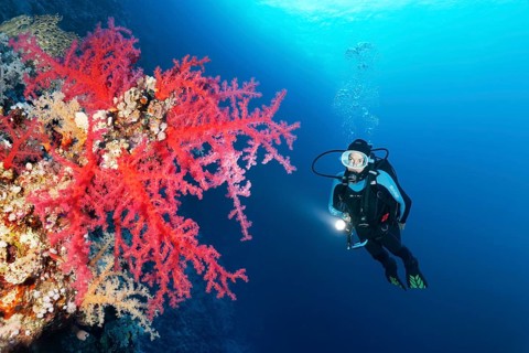 Diver with lamp looking at Klunzinger's Soft Corals (Dendronephthya klunzingeri) at steep wall of coral reef