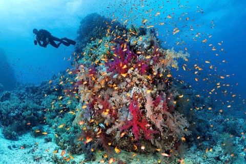Diver at coral reef
