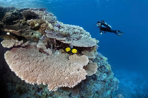 Diver viewing coral reef waste with Steinkoralle sp. (Acropora robusta)