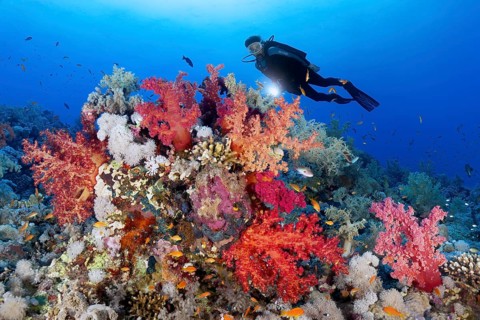 Diver with lamp looking at coral reef