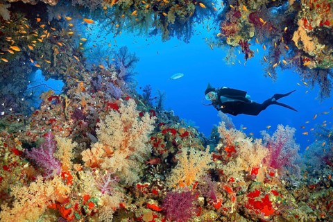 Diver observes breakthrough in coral reef