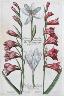 Saffron crocus (Crocus sativus)