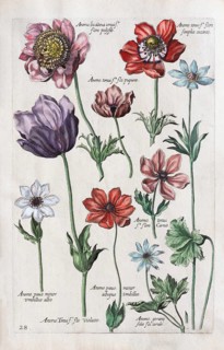 Anemone (Anemone)