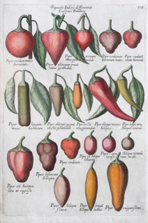 Bell pepper (Capsicum)