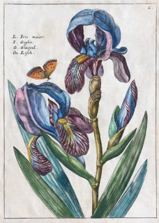 Irises (Iris)