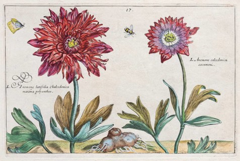 Anemone (Anemone)