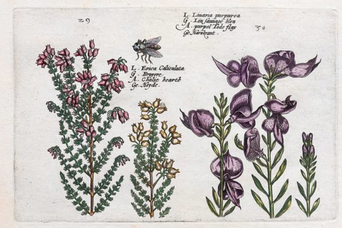 Heather (Calluna vulgaris)