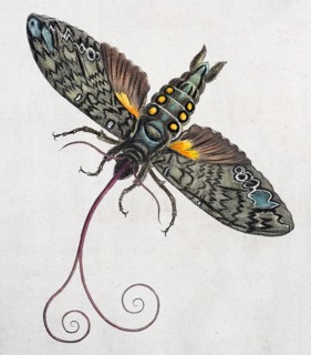 Owlet moth (Noctuidae)