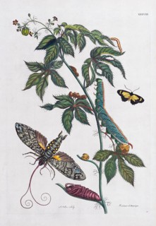 Owlet moth (Noctuidae)