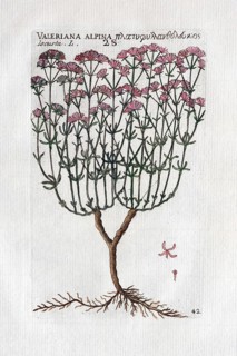 Alpenspeik (valeriana alpina)