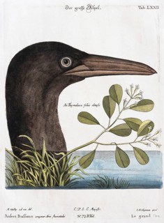 Sulid (Sulidae)