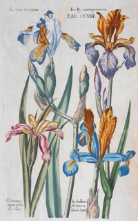 Plate with various irises (Iris)