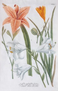 Lilies (Lilium)