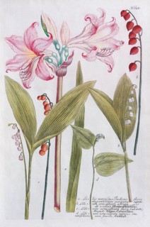 Belladonna-lily (Amaryllis belladonna) or