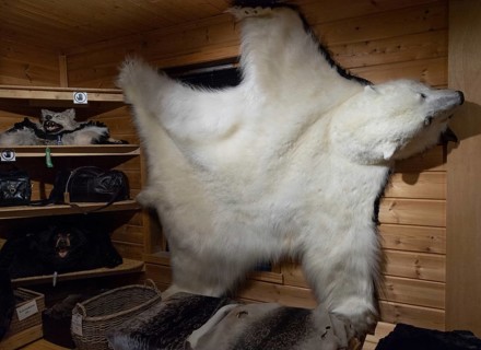 Polar bear fur