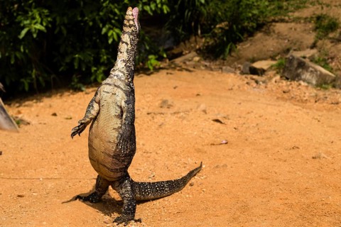 Bengal Monitor or Common Indian Monitor (Varanus Bengalensis) standing