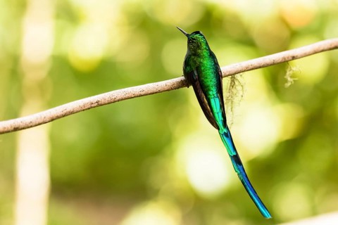 Green-Tailed Trainbearer (Lesbia nuna)