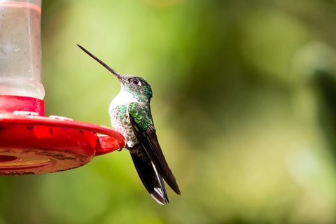 Andean Emerald (Agyrtria franciae)