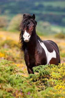 Dartmoor Hill Highland Pony