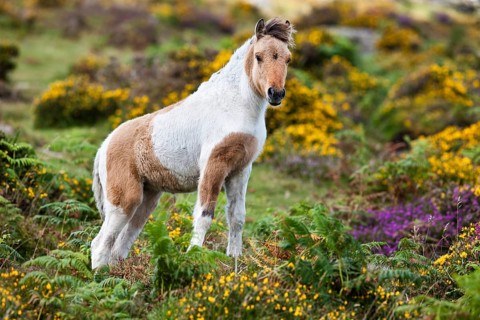 Dartmoor Hill Highland Pony