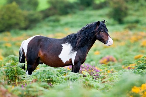 Dartmoor Hill Highland Pony