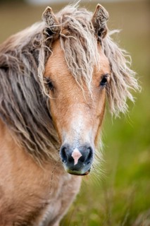 Dartmoor Hill Highland Pony