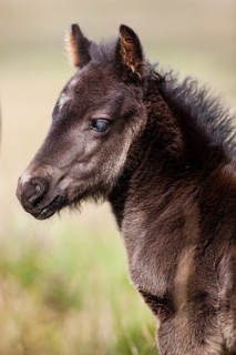 Dartmoor Hill Highland Pony