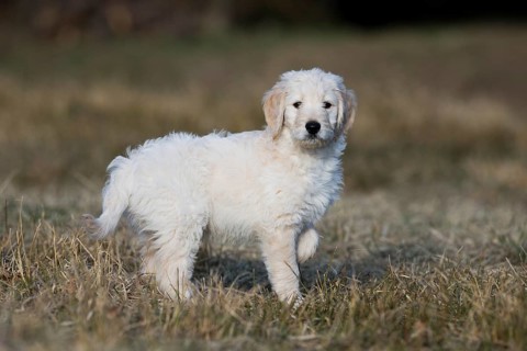Goldendoodle on the meadow