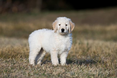 Goldendoodle on the meadow