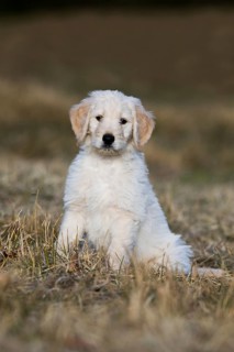 Goldendoodle sitting in the meadow