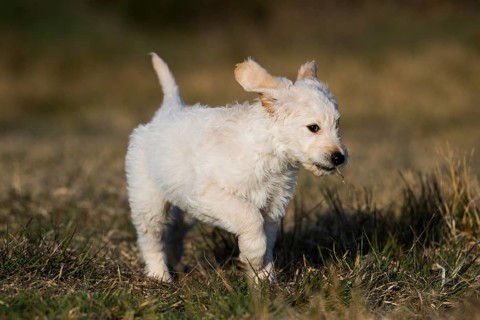 Goldendoodle running in meadow